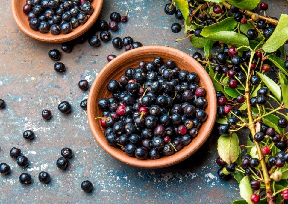 Maqui Berry Meyvesi ve Faydaları