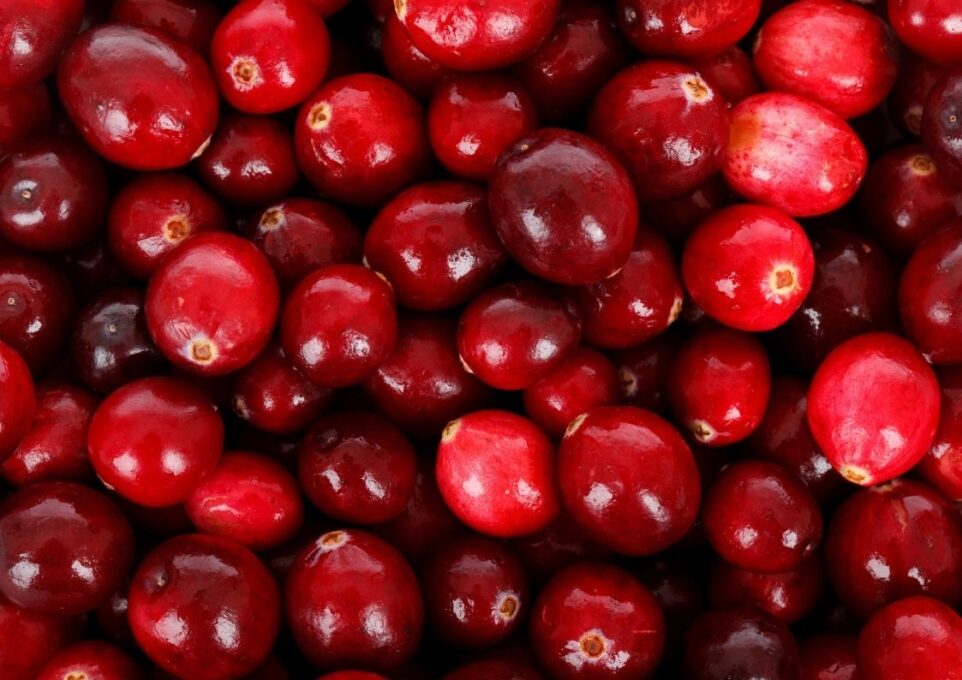 Kızılcık Meyvesi Faydaları