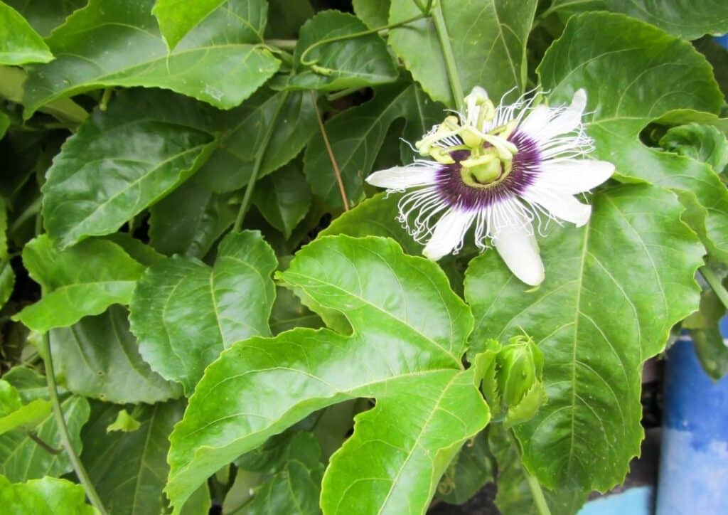 Passiflora passion fruit çarkıfelek meyvesi