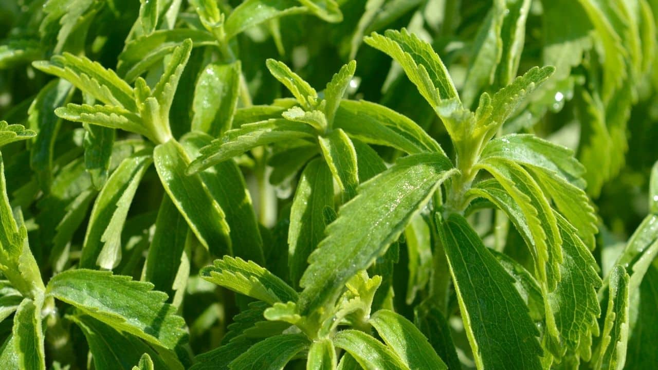 Şeker otu – Stevia Yetiştiriciliği Nasıl Yapılır?