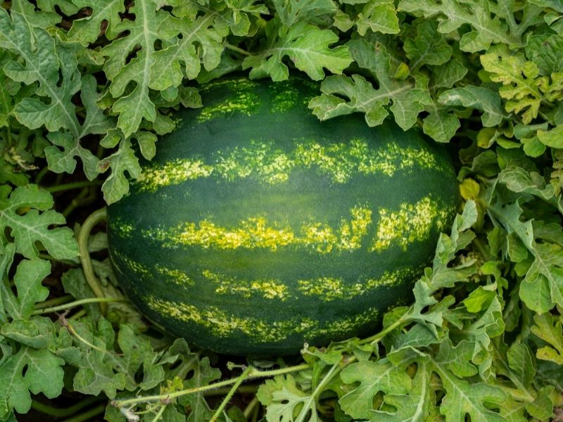 Karpuz Yetiştiriciliği Nasıl Yapılır?