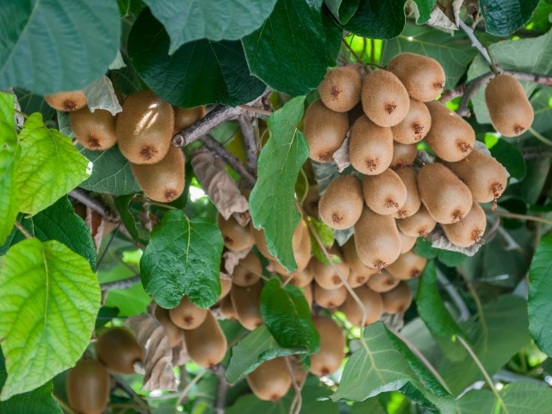 Sağlık Kaynağı Kivi Meyvesi Faydaları