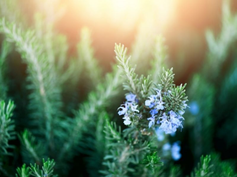 Biberiye Yetiştiriciliği Nasıl Yapılır? – Lamiaceae